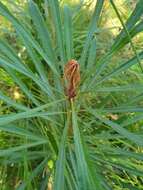 Image of northern banksia