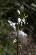 Image of Anthericum baeticum (Boiss.) Boiss.