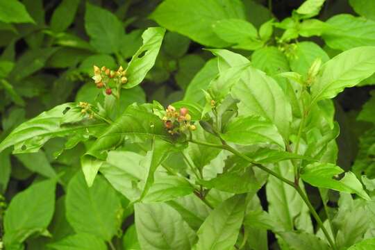 Imagem de Celosia nitida Vahl