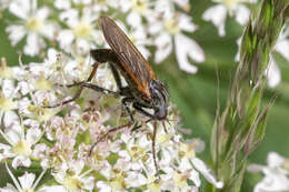 Image of Empis tessellata Fabricius 1794