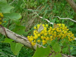 Image de Lycaena rauparaha (Fereday 1877)