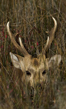 Image of Hog Deer