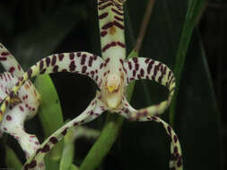 Image of Maxillaria speciosa Rchb. fil.