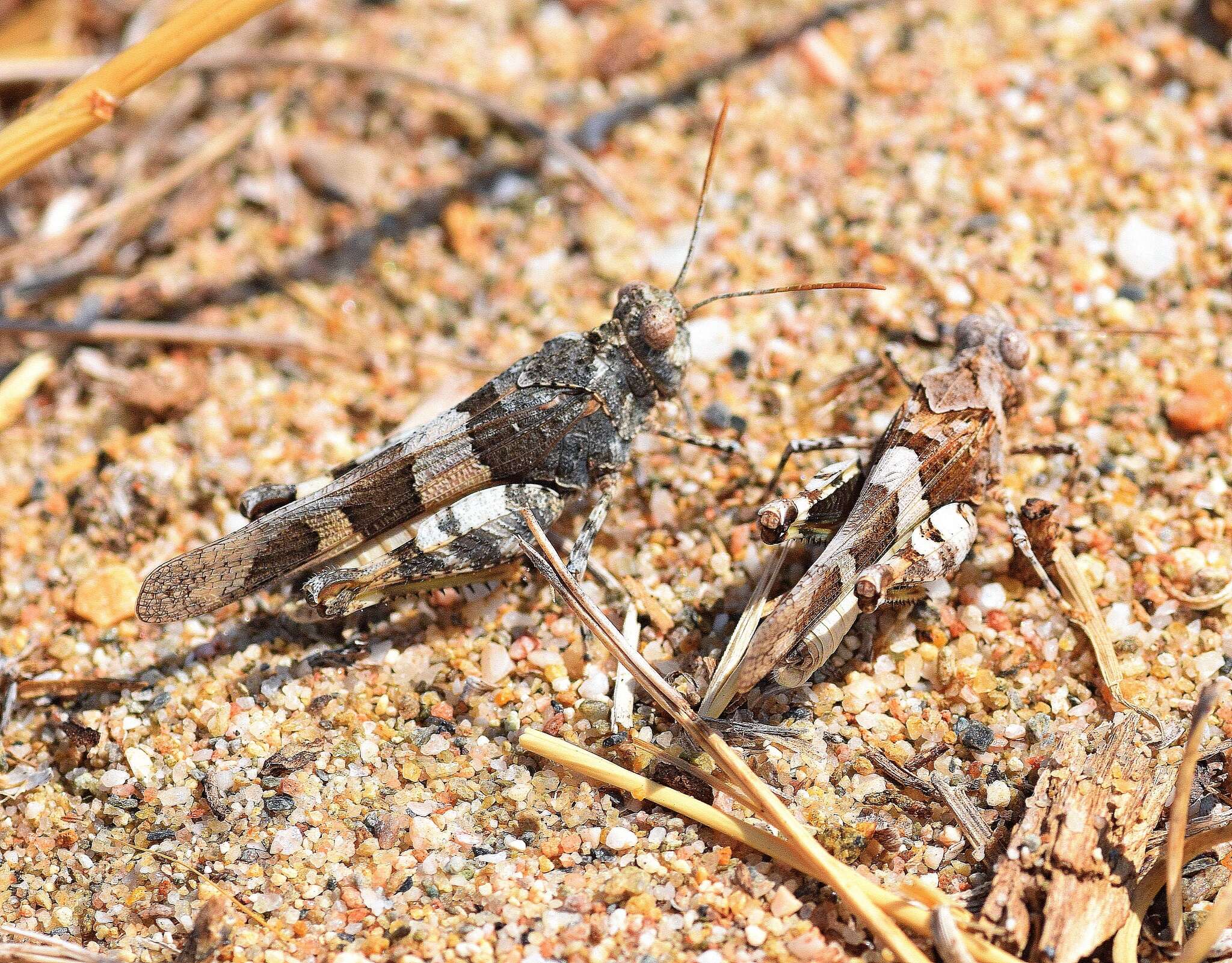 Image of Oedipoda miniata (Pallas 1771)