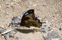 Image de Papilio oribazus Boisduval 1836