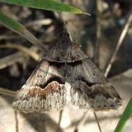 Image of Dichromodes atrosignata Walker 1861