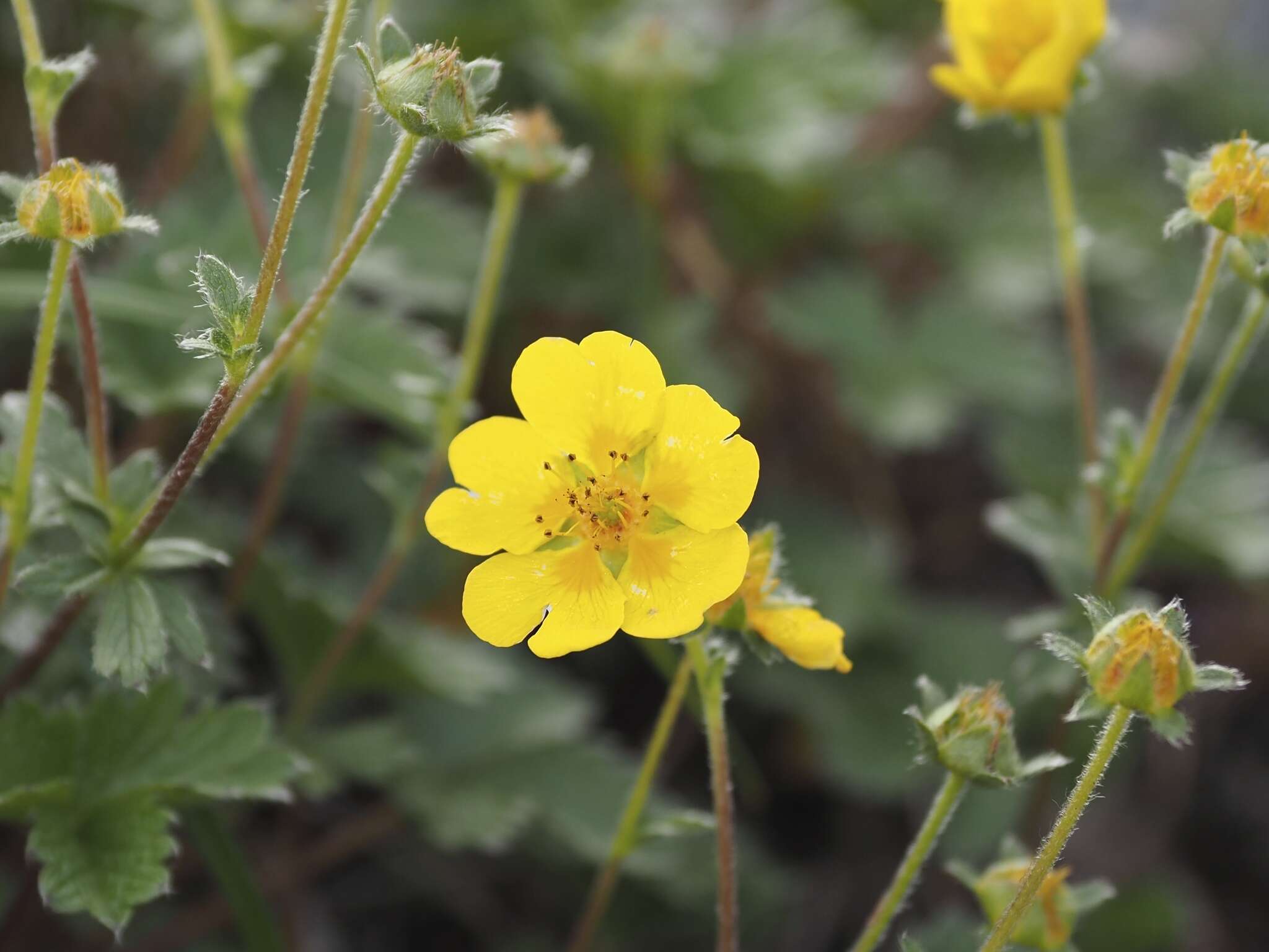 Image of Potentilla matsumurae Th. Wolf