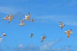 Image of Yellow-billed Tern