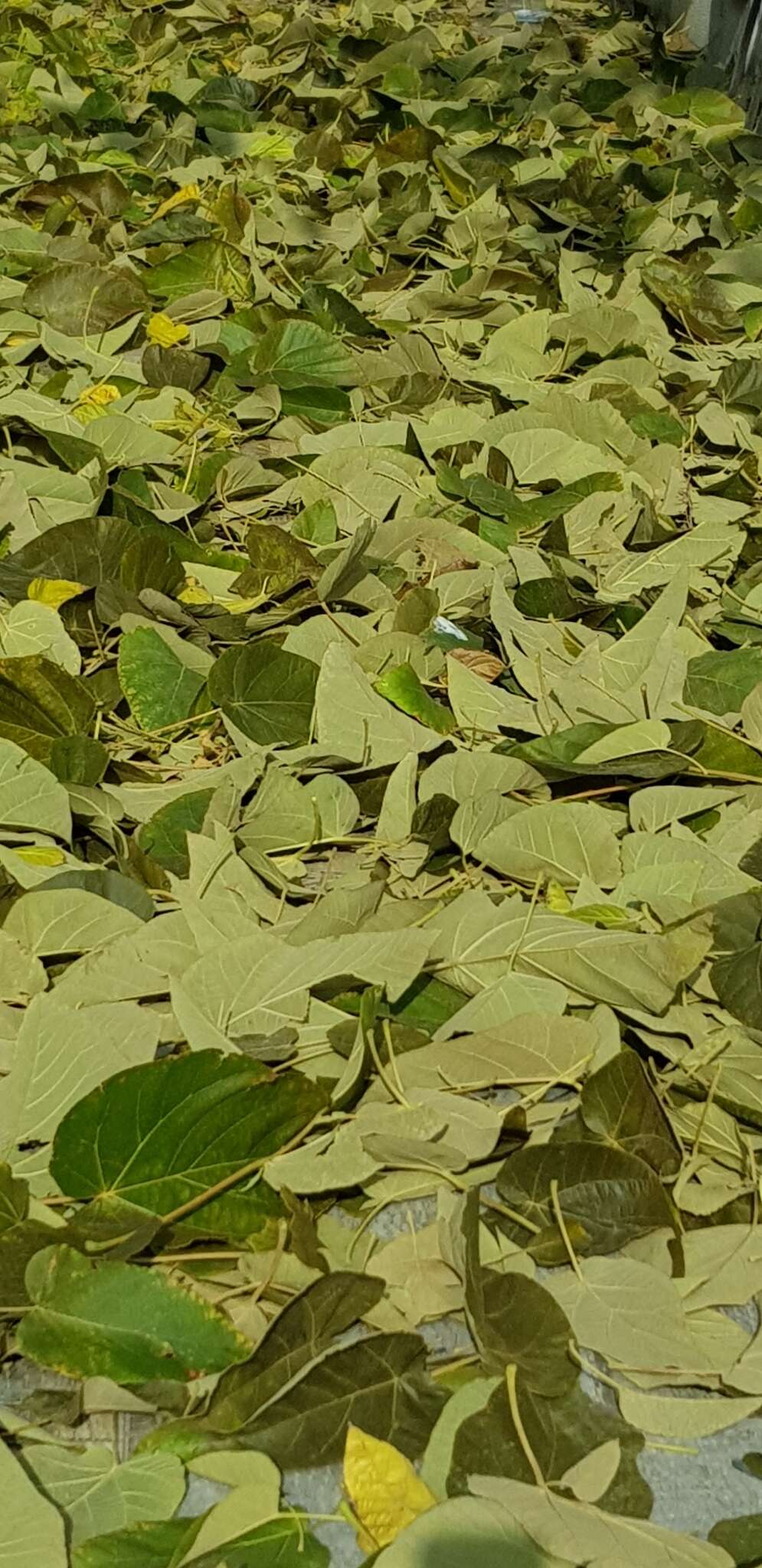 Image of Paulownia fortunei (Seem.) Hemsl.