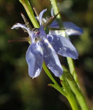 Sivun Lobelia flaccida (C. Presl) A. DC. kuva