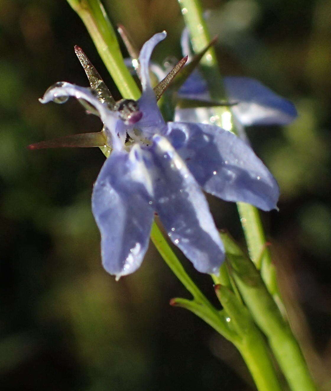 Слика од Lobelia flaccida subsp. flaccida