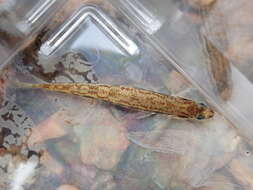 Image of Muscadine Darter