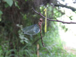 Слика од Macrothemis musiva Calvert 1898