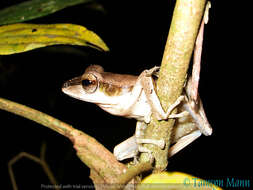 Image of Bongao tree frog