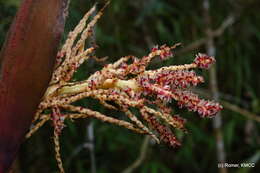 Image of Dypsis baronii (Becc.) Beentje & J. Dransf.