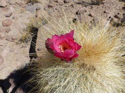 Imagem de Echinopsis tarijensis subsp. bertramiana (Backeb.) M. Lowry