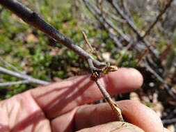 Image of Three-banded Lady Beetle