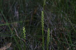 Image of Mignonette orchid