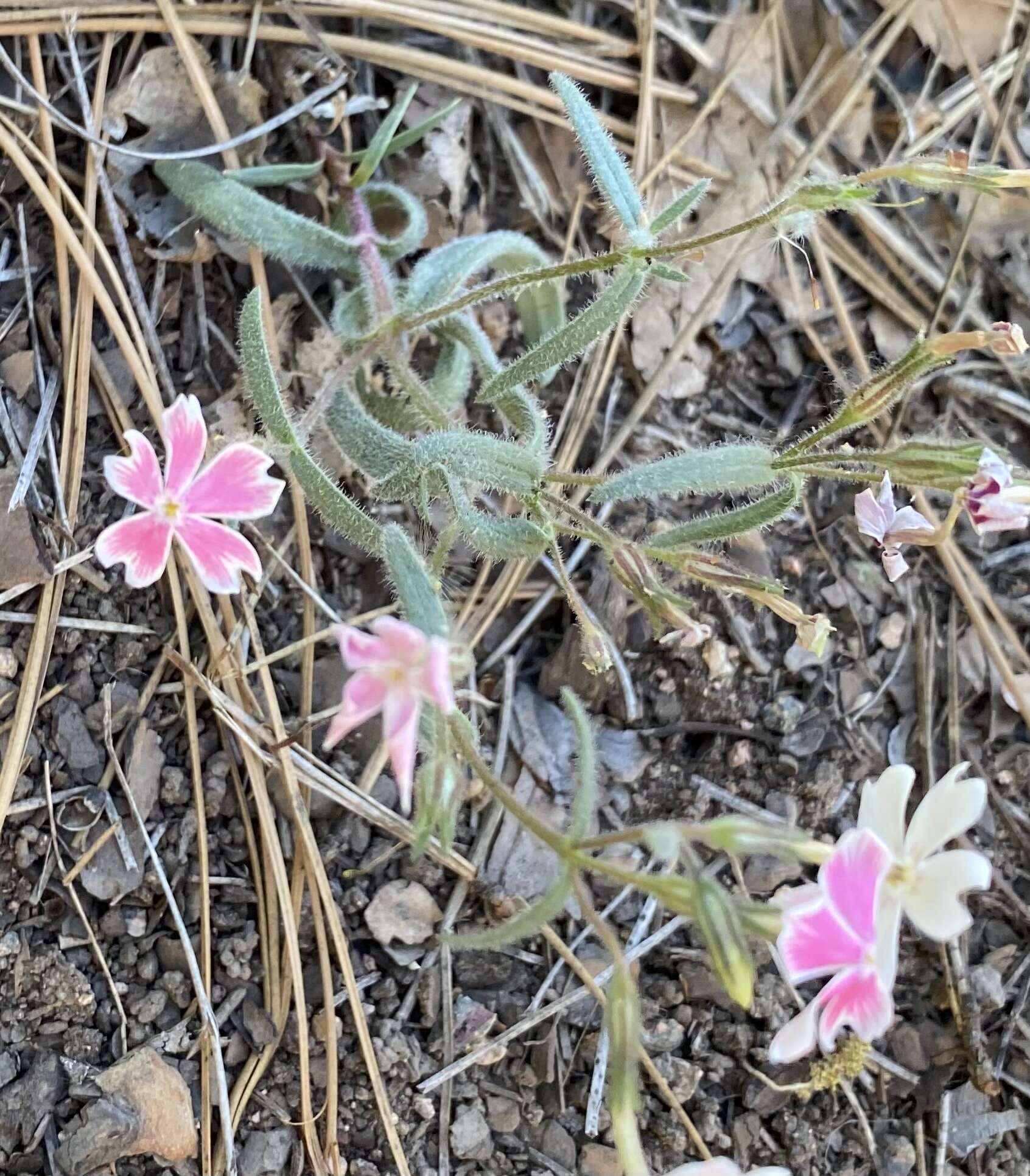 Imagem de Phlox amabilis Brand