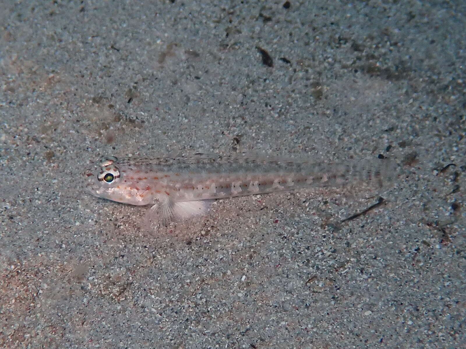 Gobius rubropunctatus Delais 1951的圖片