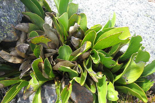 Plancia ëd Protea pruinosa J. P. Rourke