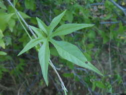 Image de Ipomoea barbatisepala A. Gray