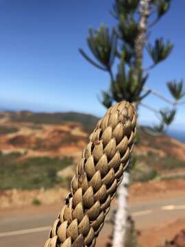 Imagem de Araucaria rulei F. Muell.