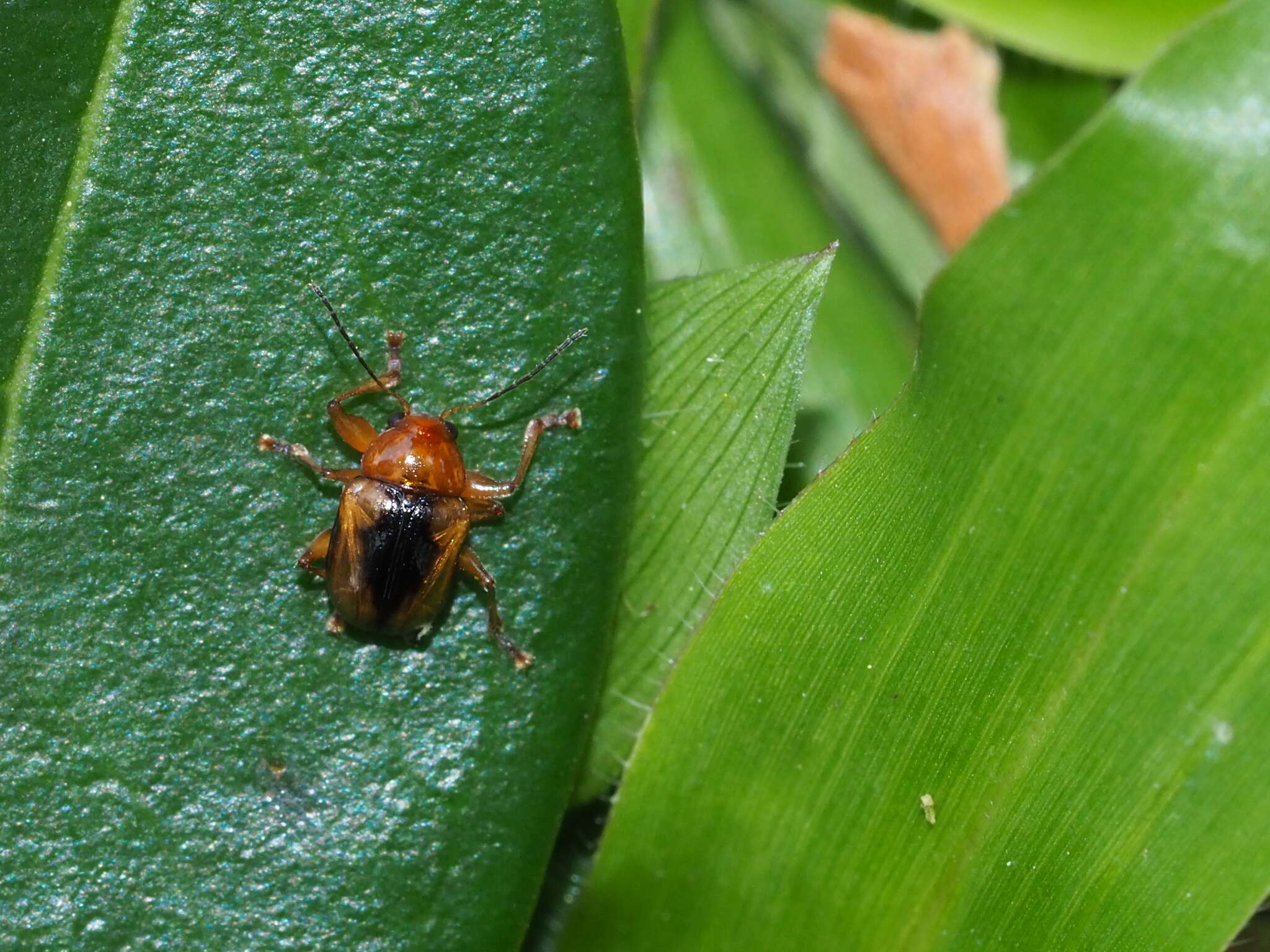 Image of <i>Basilepta davidi</i> (Lefevre 1877)