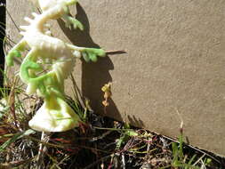 Image of sand pygmyweed