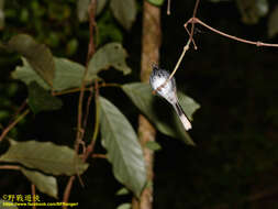 Image of Spotted Fantail