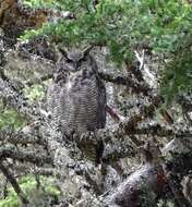 Image of Bubo virginianus heterocnemis (Oberholser 1904)