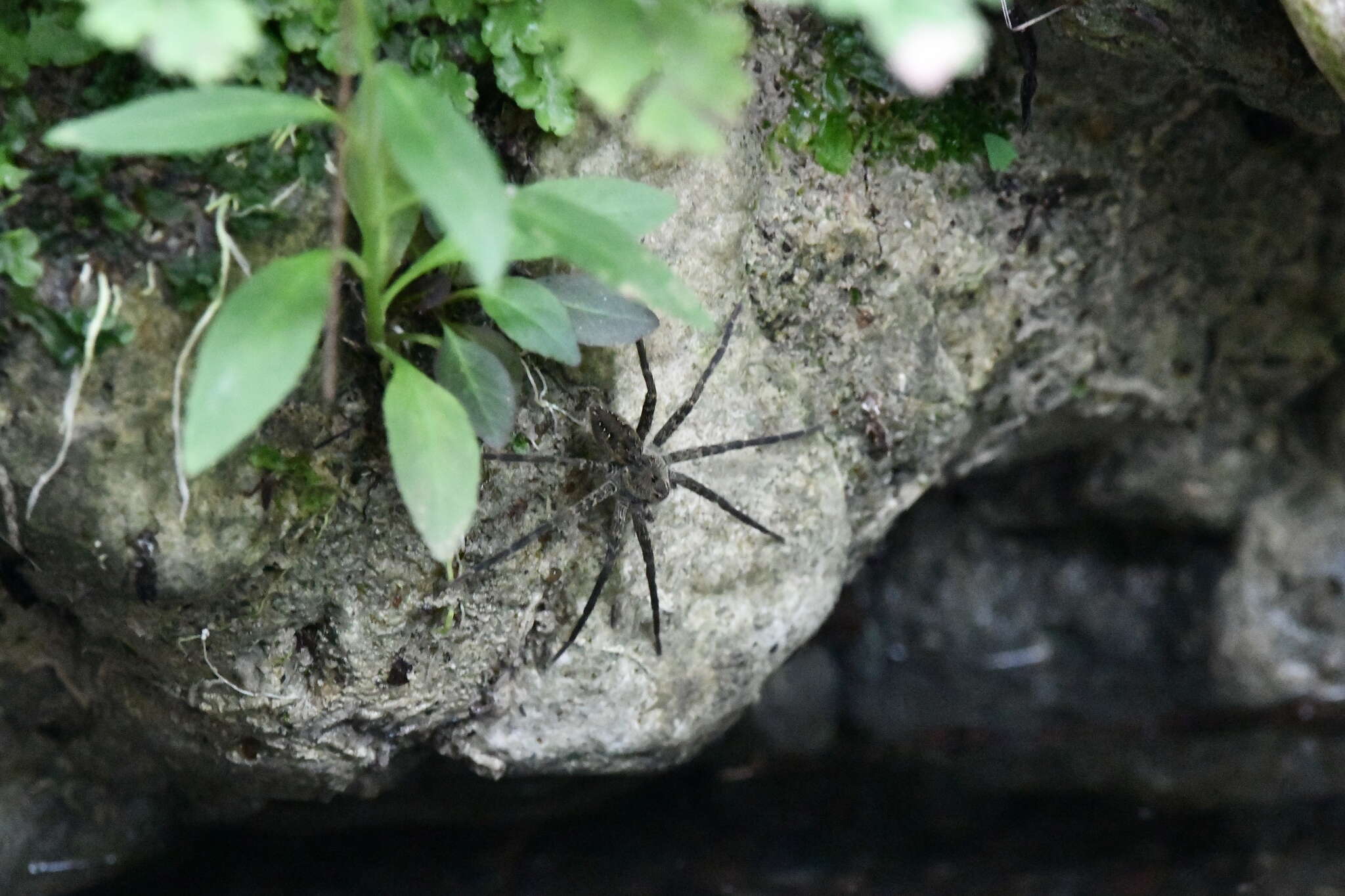 Plancia ëd Dolomedes holti Carico 1973