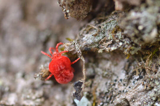 Image of Trombidium holosericeum (Linnaeus 1758)