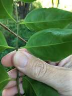 Image of Jasminum simplicifolium subsp. australiense P. S. Green