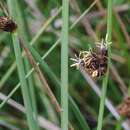 Image de Schoenoplectus pungens var. badius (C. Presl) S. G. Sm.