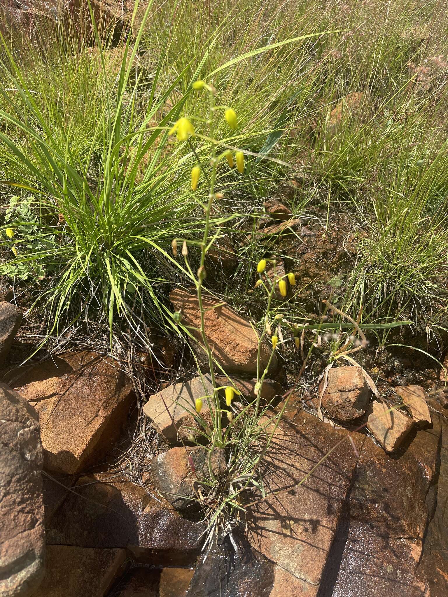 Image of Albuca shawii Baker