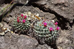 Image of Mammillaria sonorensis R. T. Craig