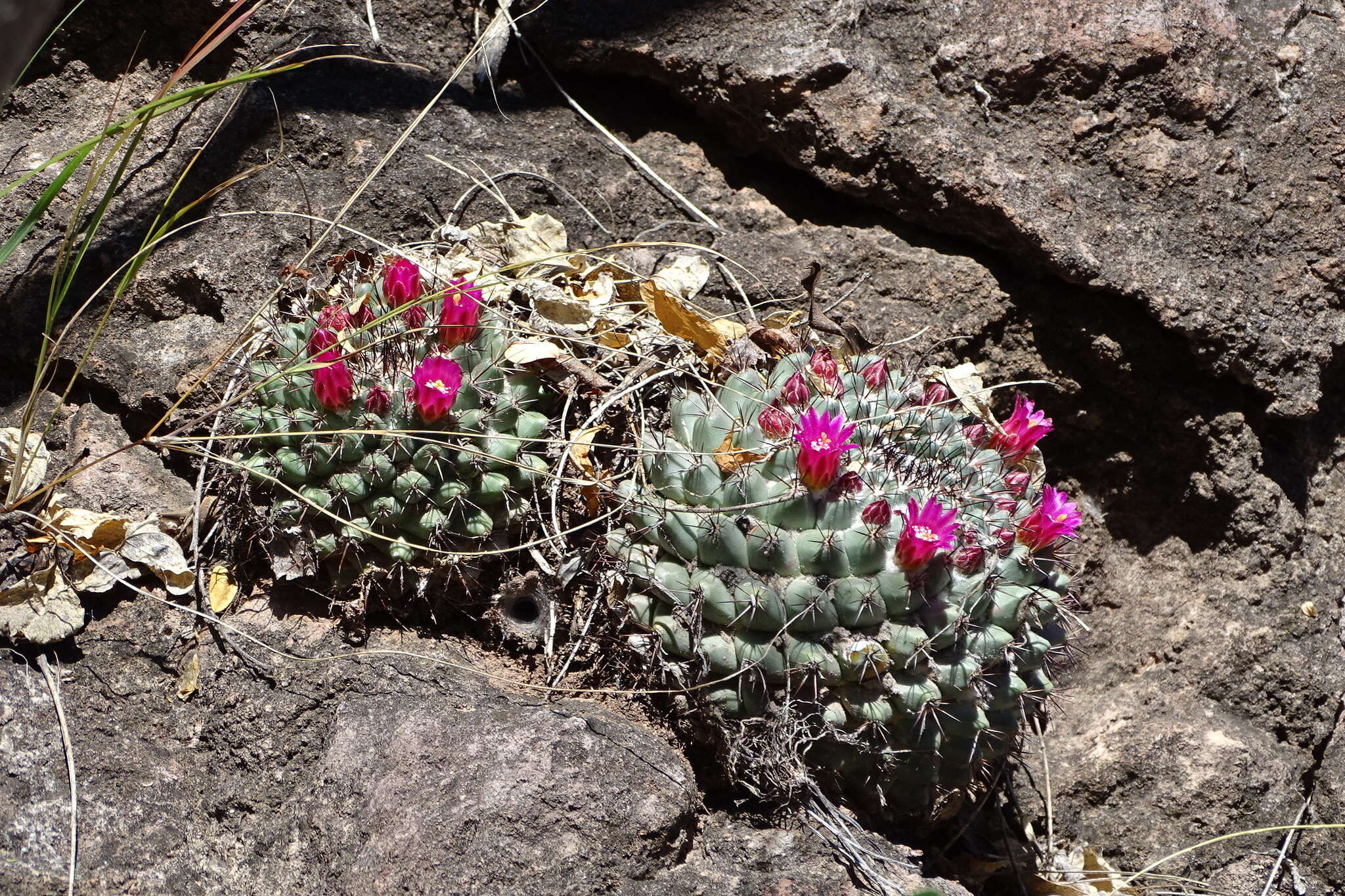 Image of Mammillaria sonorensis R. T. Craig