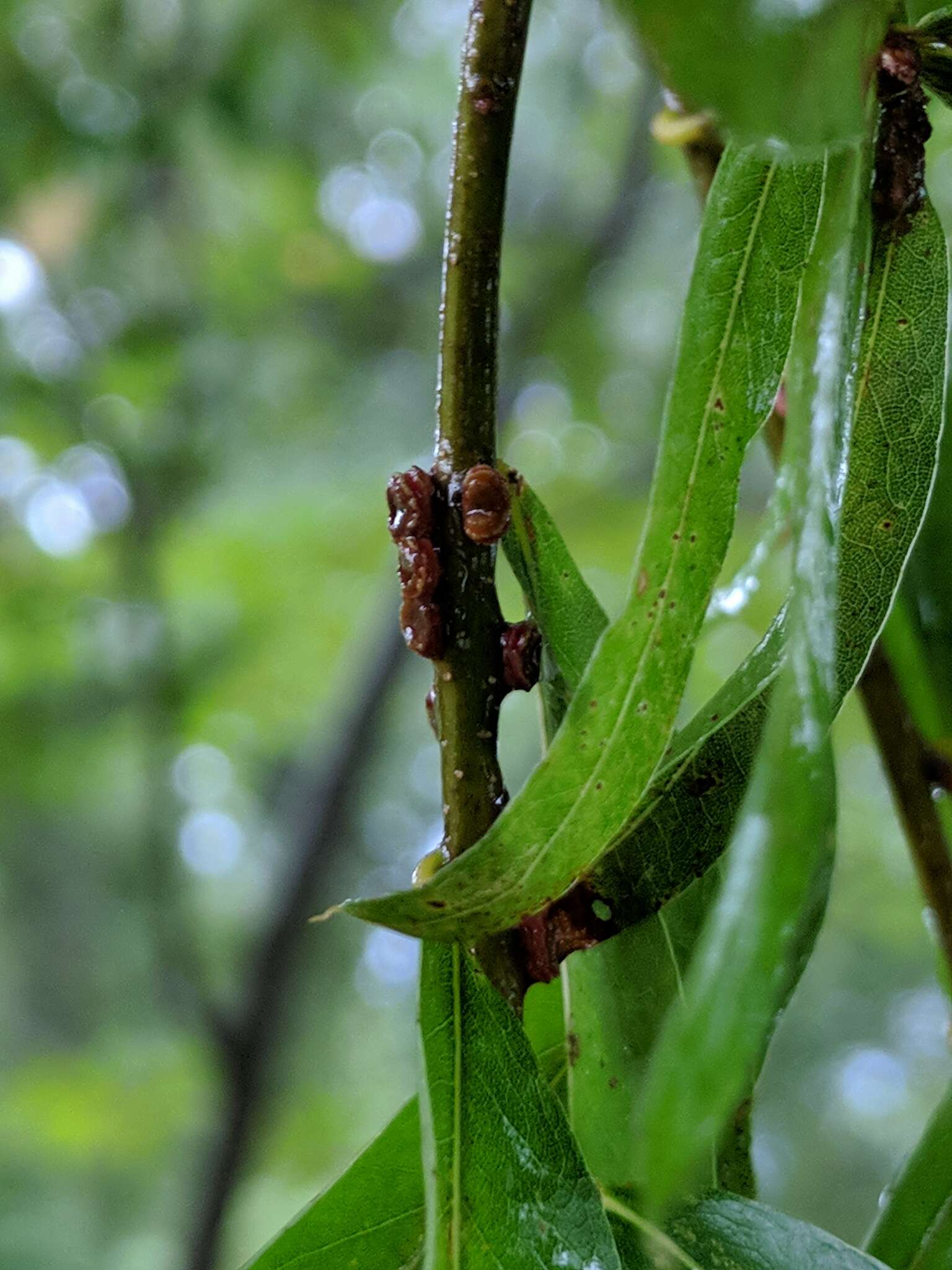 Image de Kokkocynips difficilis (Ashmead 1887) Nieves-Aldrey, Nicholls, Tang, Melika, Stone, Pujade-Villar, Buffington, Maldonado & Medianero 2021