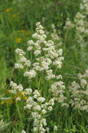 Galium turkestanicum Pobed. resmi