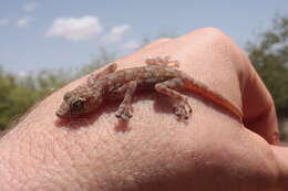 Image of Sahelian Fan-toed Gecko