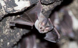 Image of California Leaf-nosed Bat
