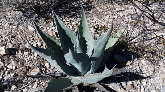 Image of rough century plant