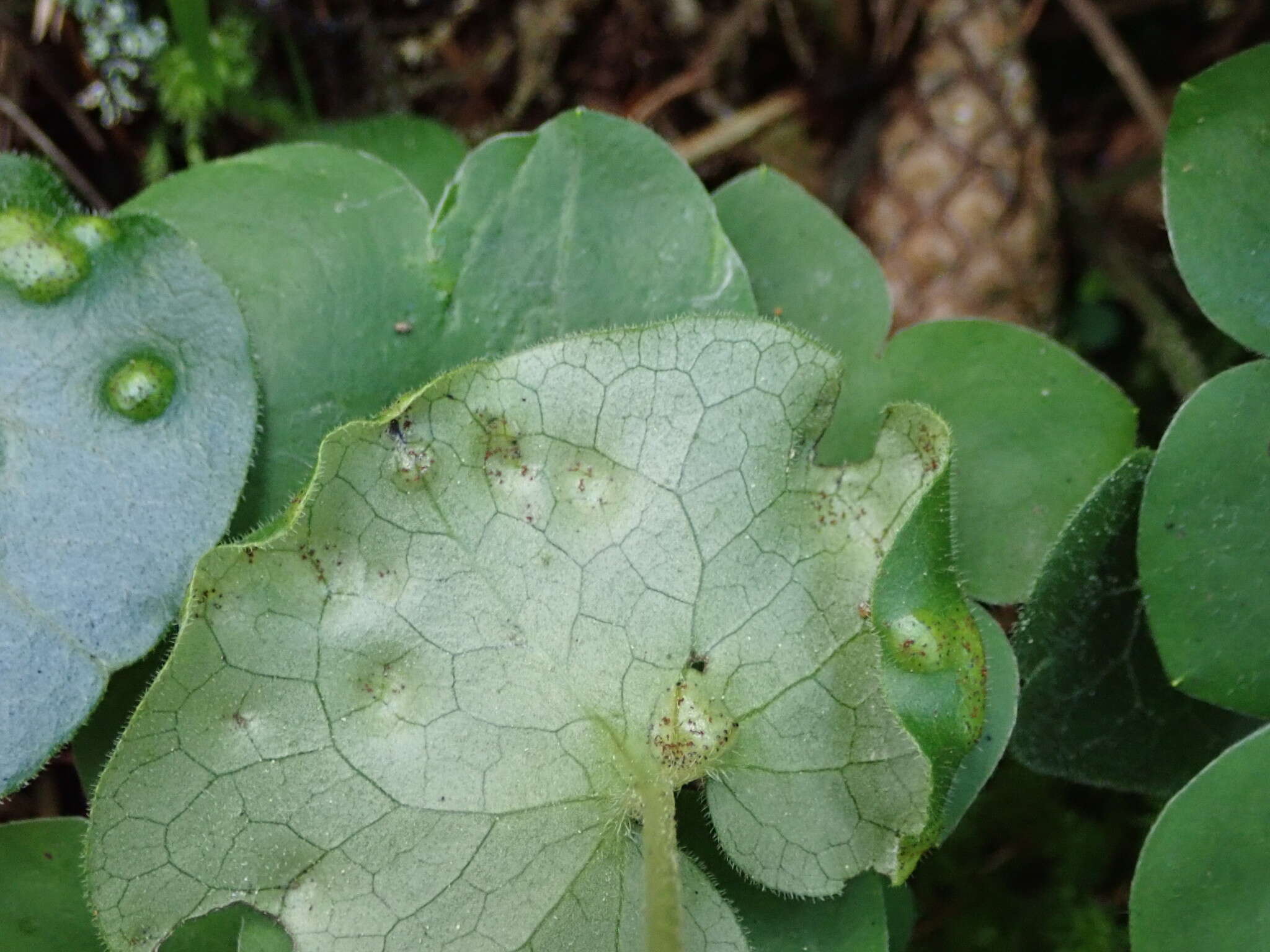 Imagem de Puccinia asarina Kunze 1817