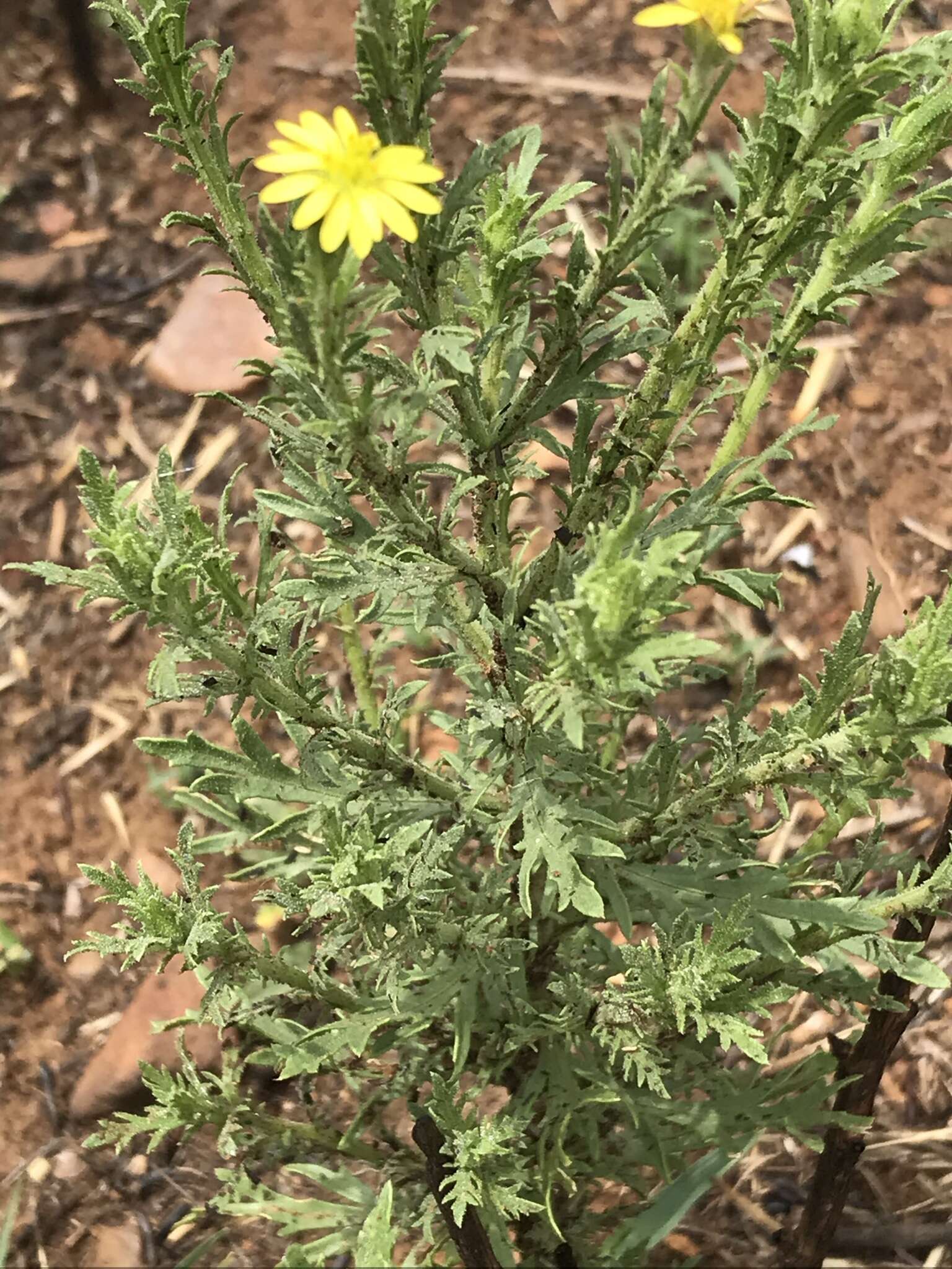 Plancia ëd Osteospermum muricatum E. Mey. ex DC.