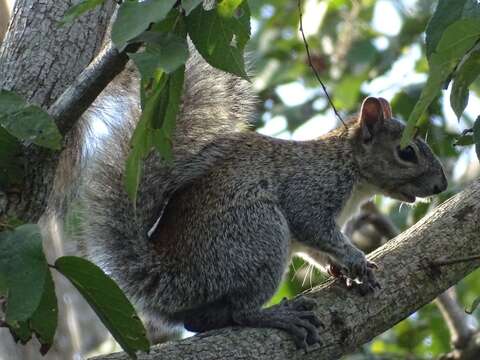 Image of Collie's Squirrel