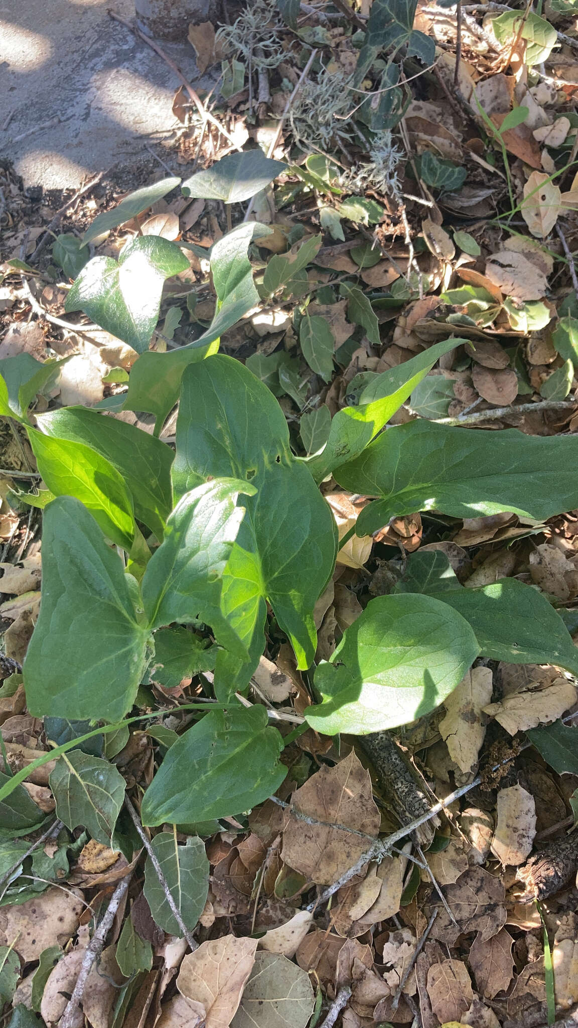 صورة Arum italicum subsp. neglectum (F. Towns.) Prime