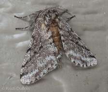 Image of Stout Spanworm Moth