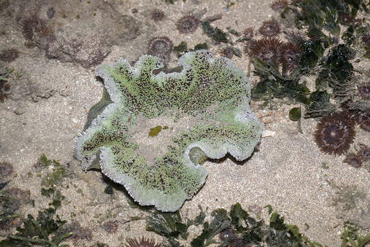 Image of Haddon's Carpet Anemone