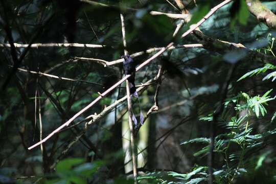 Image of Greater Racket-tailed Drongo